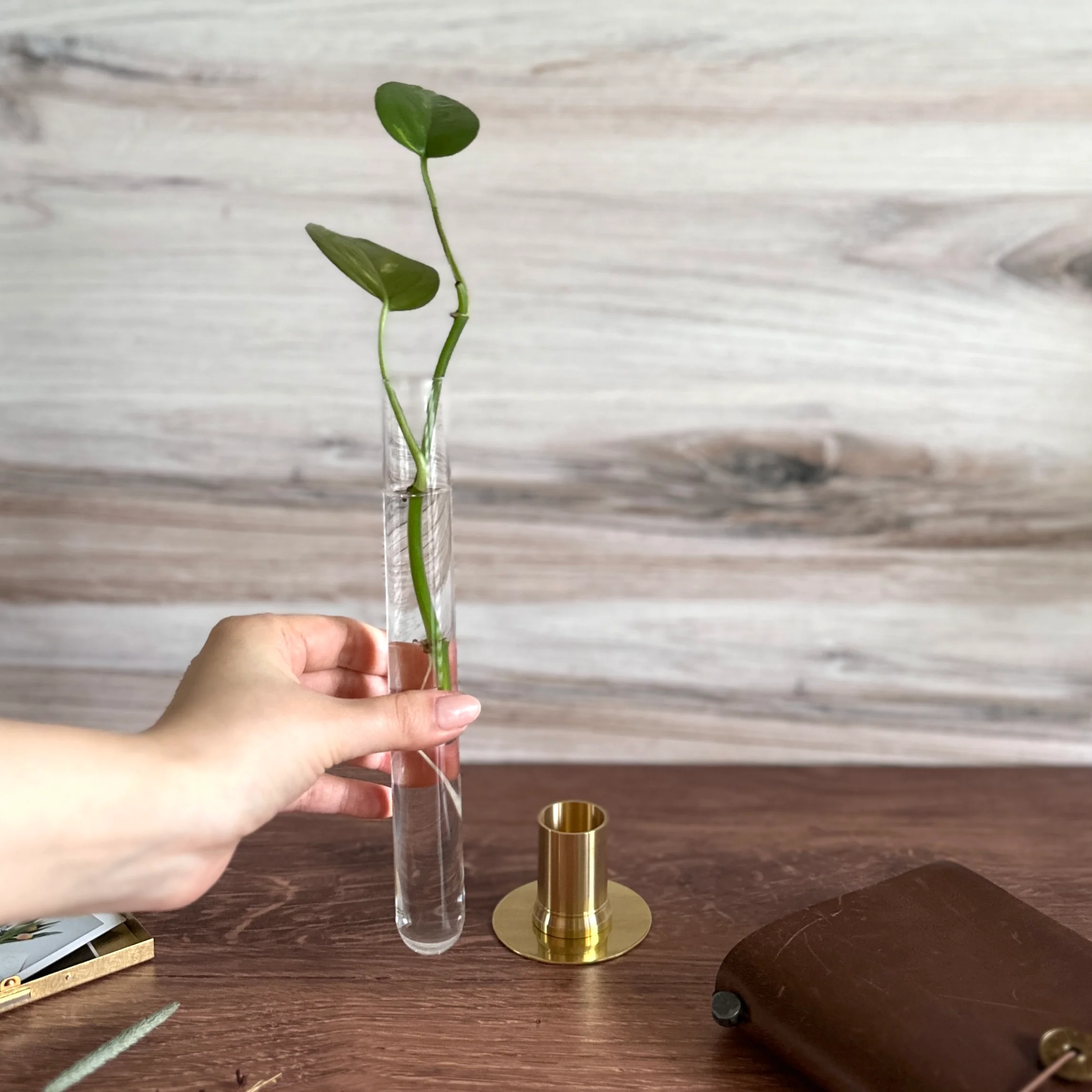 [PICUS] Herbarium Brass Glass Dome & Flower Vase - Image 5