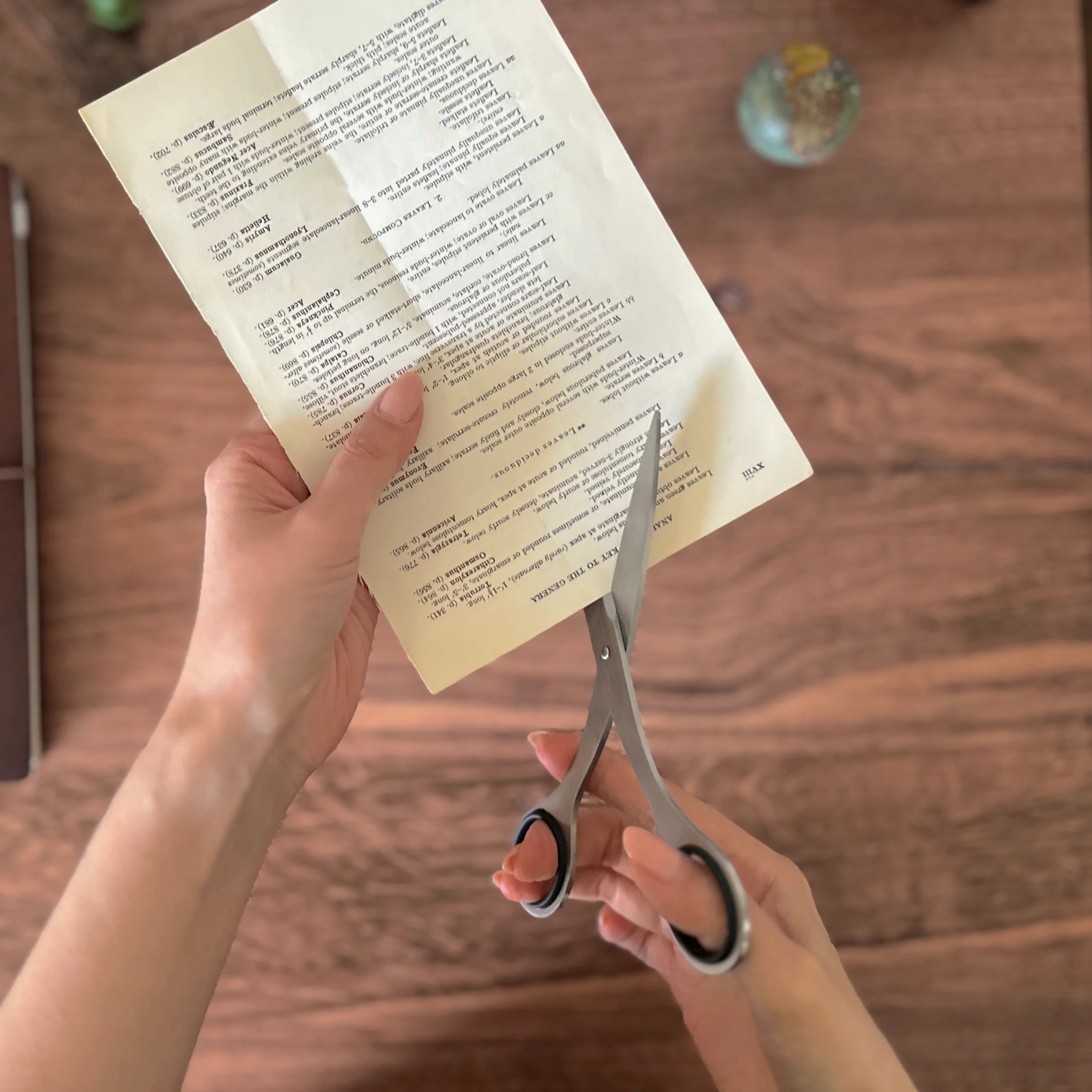 [Plus] Stainless Steel Scissors - Image 2
