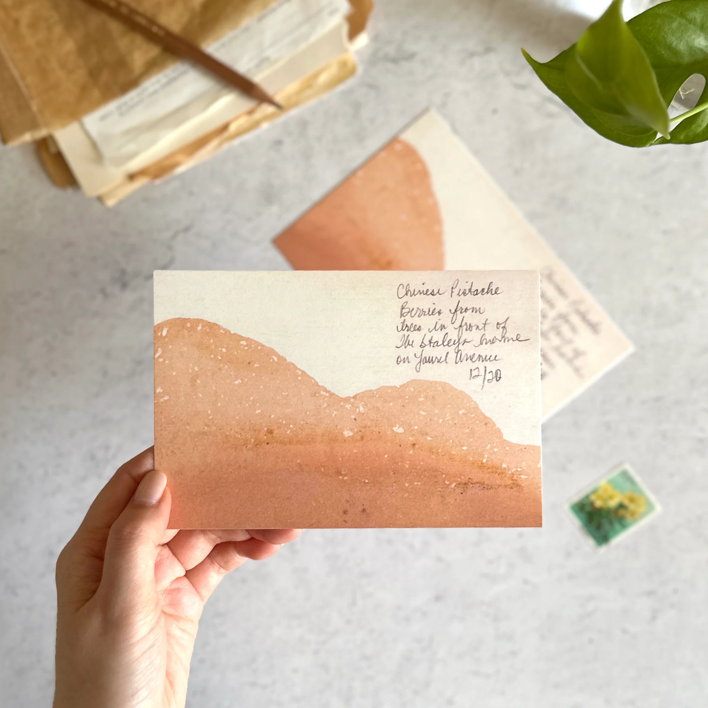 [BK Original Postcard] "Chinese Pistache" by Jen Herzig Smith - Image 3